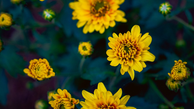 Perennial sunflower