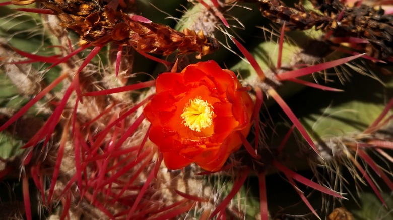 Red flower of barrel cactus
