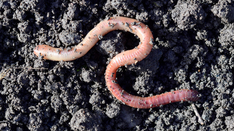 earthworm in soil
