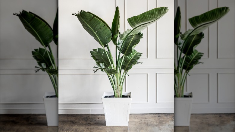 banana tree white walls