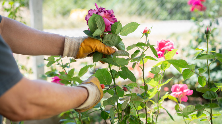 A gardener wearing gloves and deadheading pink roses using pruning shears