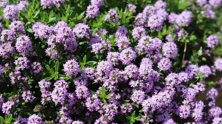 Common thyme in full bloom with lovely pink flowers