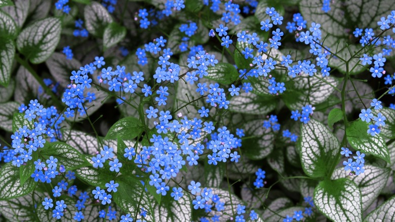 A close up of a brunnera plant in bloom.