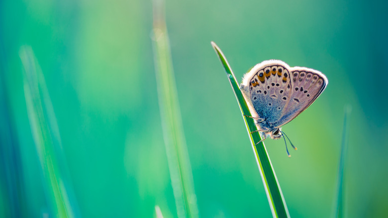 A small blue butterfly is perched on a blade of grass.