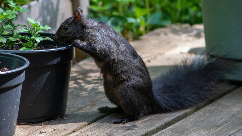 Black squirrel leaning into a potted plant