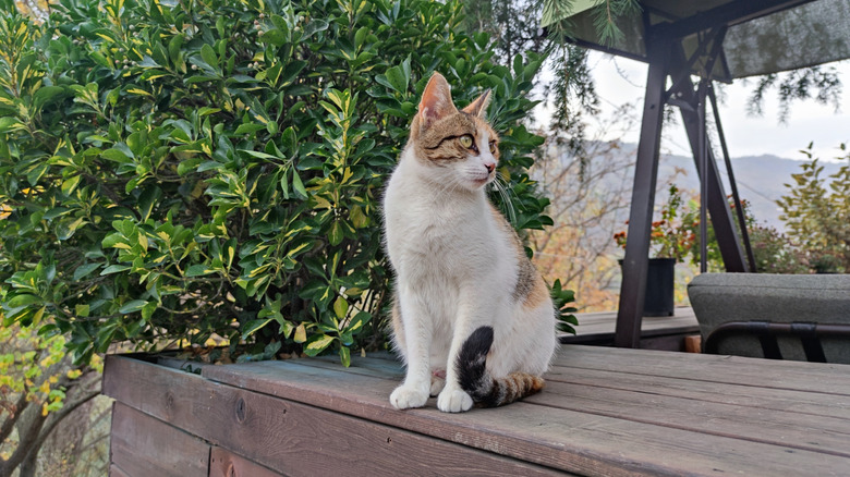 cat keeping watch on deck rail